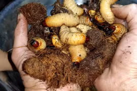 Không chỉ vẻ ngoài nhìn ghê, đuông cọ khiến người ăn ngộ độc nặng