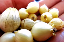 Dùng củ nén có đuổi được rắn lục đuôi đỏ?