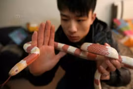 Dân mạng rùng mình với đàn rắn độc cưng của trai 9X