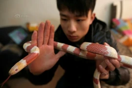 Dân mạng rùng mình với đàn rắn độc cưng của trai 9X