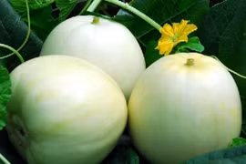 Cách chọn dưa lê ngọt lịm và không độc