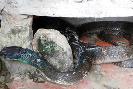 Hổ mang chúa khổng lồ bị dân khâu miệng giờ ra sao?