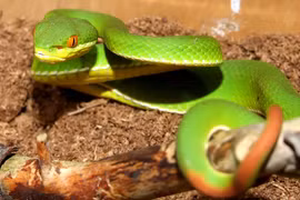 Rắn độc đã chết vẫn có thể cắn và phun nọc 