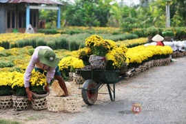 Những điểm ngắm hoa Tết đẹp nhất miền Nam