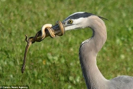 Chim săn rắn, bị rắn cuốn chặt mỏ