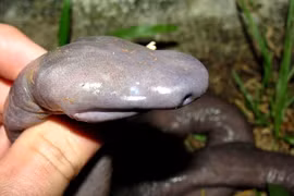 Kinh dị loài rắn mù có hình thù giống... “của quý”