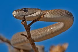 Cận cảnh loài rắn độc dài nhất châu Phi