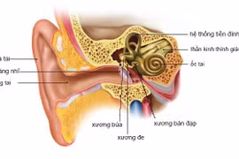 Rối loạn tiền đình