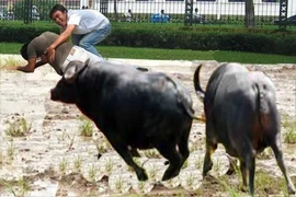 Vĩnh Phúc: Bị trâu húc thủng âm đạo, trực tràng nghiêm trọng - ảnh Minh họa