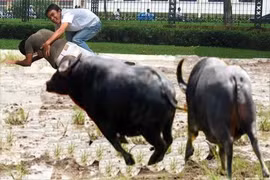 Vĩnh Phúc: Bị trâu húc thủng âm đạo, trực tràng nghiêm trọng - ảnh Minh họa