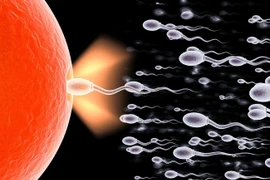 “Dồn” con giống để dễ thụ thai