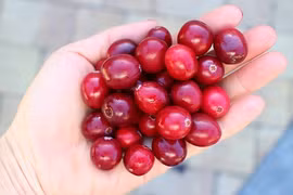 Giống việt quất dây leo độc lạ “đẻ” ra tiền