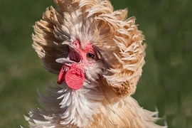 Cận cảnh gà mào sư tử siêu đắt đỏ biếu Tết 2016