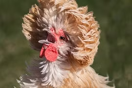 Cận cảnh gà mào sư tử siêu đắt đỏ biếu Tết 2016