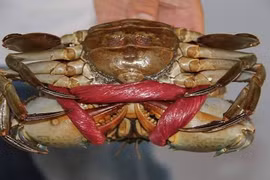 Chiêu nhận biết cua biển Cà Mau thật giả