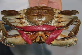 Chiêu nhận biết cua biển Cà Mau thật giả