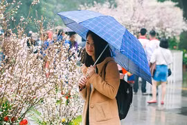 Người dân đội mưa đi xem Lễ hội hoa anh đào Nhật Bản