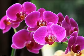 Bật mí 6 loại hoa lan chơi Tết cực “chuẩn“