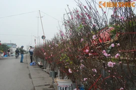 Đào Nhật Tân bắt đầu bày bán, nửa triệu đồng/cành