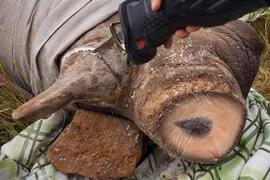 Xem nội thất độc, lạ “giật mình” trong nhà đại gia Việt