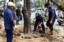 Hà Nội vẫn chưa kỷ luật cán bộ vụ chặt cây xanh