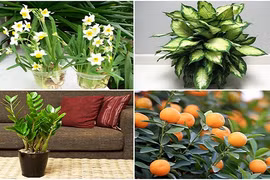 Gợi ý cây cảnh rước tiền vào như nước dịp năm mới