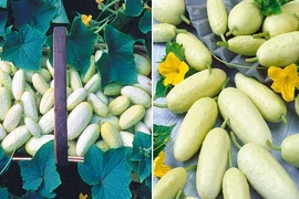 Dưa chuột trắng tí hon khiến bà nội trợ sốt xình xịch