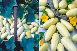 Dưa chuột trắng tí hon khiến bà nội trợ sốt xình xịch