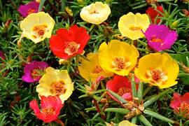 Hoa mười giờ nhập xịn khiến dân Hà Nội mê mẩn