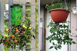 Chiêu độc trồng cà chua treo ngược cho vườn phố chật chội