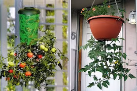 Chiêu độc trồng cà chua treo ngược cho vườn phố chật chội