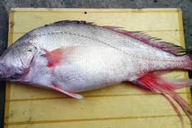 Hiếu kỳ những lần dân bắt được cá sủ vàng tiền tỷ