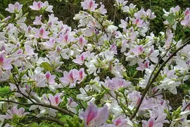 Tây Bắc đẹp mê hồn trong những ngày chớm đông