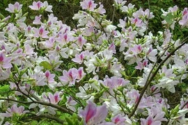 Tây Bắc đẹp mê hồn trong những ngày chớm đông