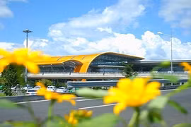 Ngất ngây ngắm sân bay Đà Lạt ngập tràn hoa dã quỳ