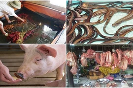 Kinh hãi loạt thuốc độc vỗ béo vật nuôi trước khi bán