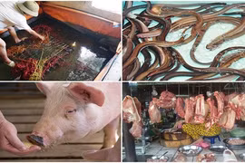 Kinh hãi loạt thuốc độc vỗ béo vật nuôi trước khi bán