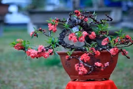 Mục sở thị đào Thất Thốn gần 200 triệu ở Hà Nội