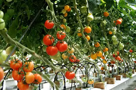 7 loại rau mùa hè lý tưởng nên trồng tại nhà