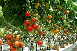 7 loại rau mùa hè lý tưởng nên trồng tại nhà