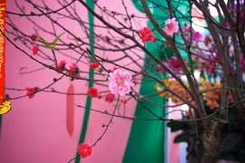 Ngắm cây đào ba loại hoa siêu độc lạ ở Hà Nội