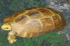 Bắt được rùa vàng cực hiếm, cực đắt nặng 3,3kg