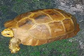 Bắt được rùa vàng cực hiếm, cực đắt nặng 3,3kg