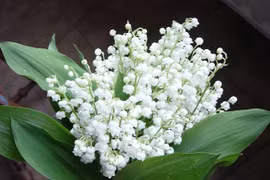 5 loại hoa phú quý viên mãn nên tặng ngày 20/10