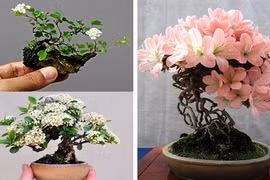 Mãn nhãn ngắm cây bonsai nở hoa rực rỡ