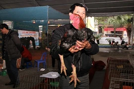 Loạt gà tiến vua đắt đỏ vừa đổ bộ, gây sốt Hà Nội