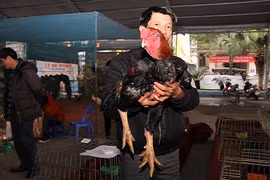 Loạt gà tiến vua đắt đỏ vừa đổ bộ, gây sốt Hà Nội