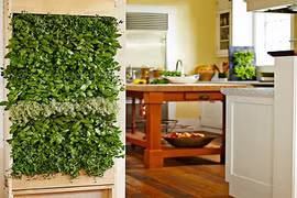 Thiết bị giúp tự trồng rau mà không cần chăm sóc