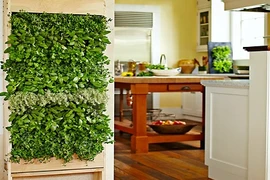 Thiết bị giúp tự trồng rau mà không cần chăm sóc