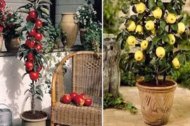 Những hạt giống đắt đỏ hút hồn bà nội trợ Việt